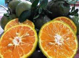Cam Xã Đoài
